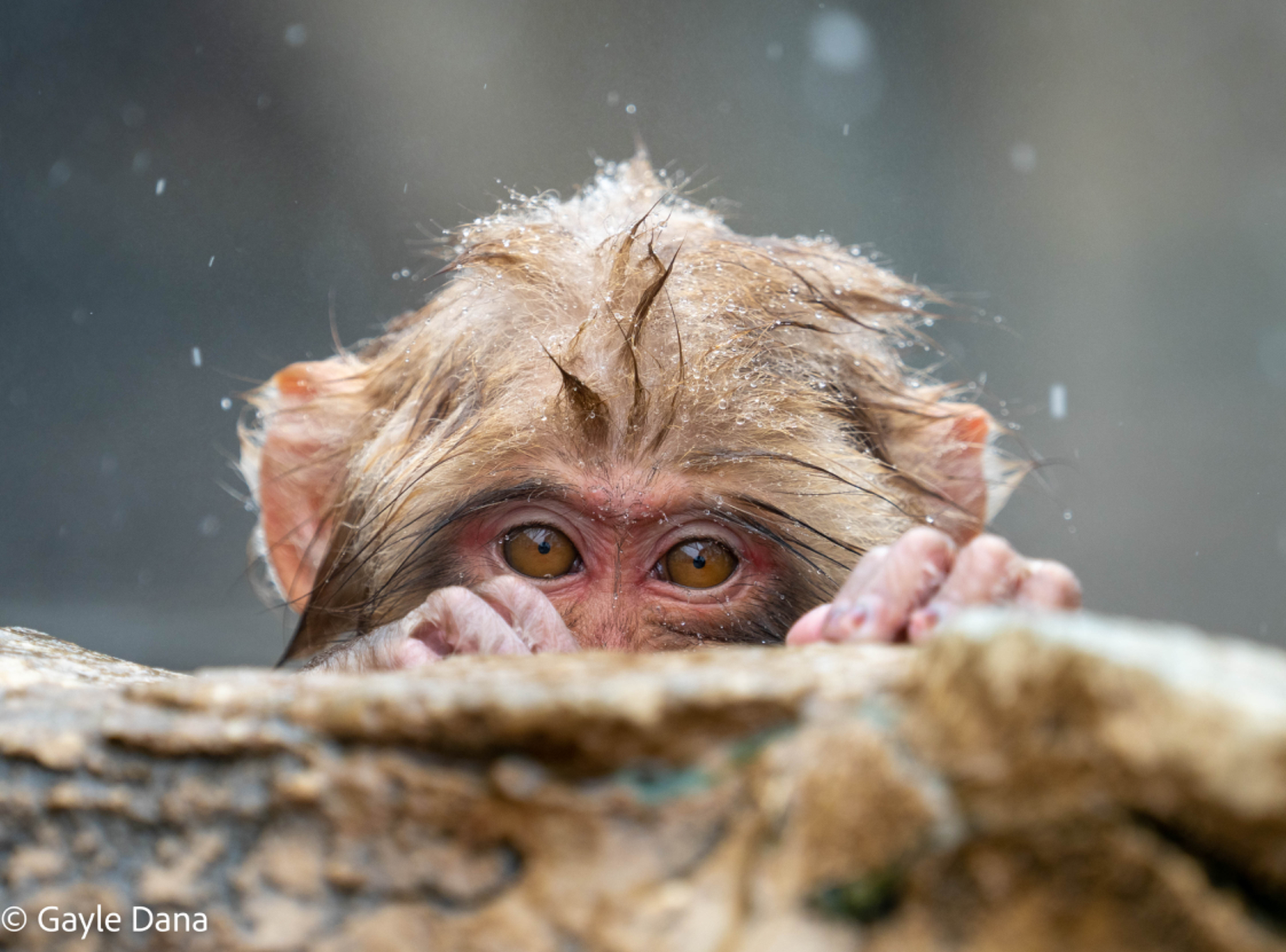 Snow Monkey Park